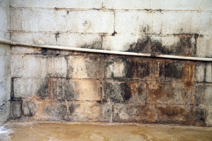Mould growing on a wall