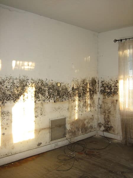 mould on a wall can be cured by never paint again