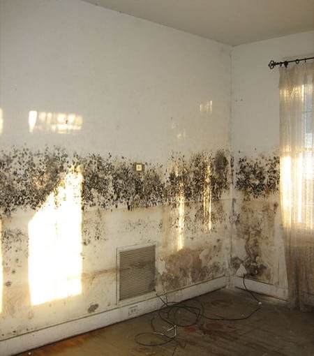 5 tips for getting rid of damp and mould | never paint again uk